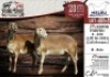 2X MEATMASTER EWE NELRU MEATMASTERS