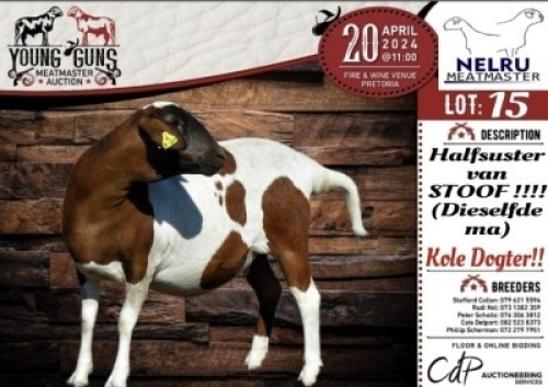 1X MEATMASTER EWE NELRU MEATMASTERS