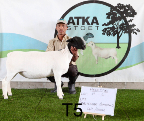 1X DORPER OOI/EWE T5
