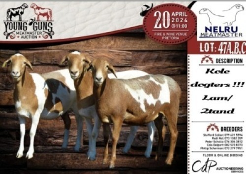 2X MEATMASTER EWE NELRU MEATMASTERS