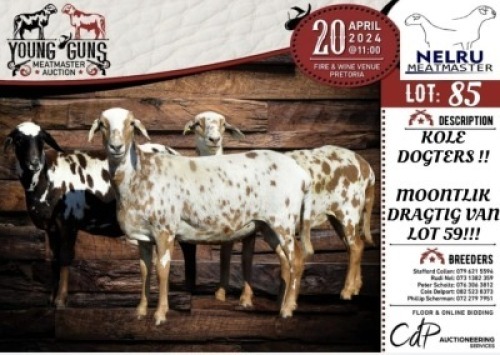 3X MEATMASTER EWE NELRU MEATMASTERS