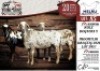 3X MEATMASTER EWE NELRU MEATMASTERS