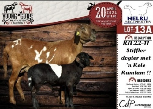 2X MEATMASTER EWE NELRU MEATMASTERS