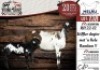2X MEATMASTER EWE NELRU MEATMASTERS - 2