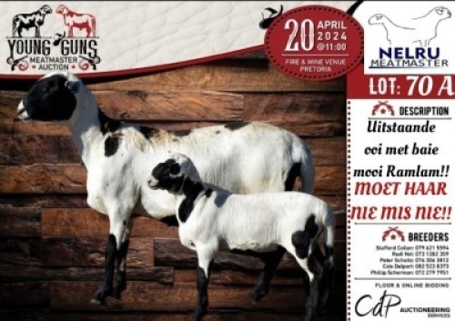 2X MEATMASTER EWE NELRU MEATMASTERS