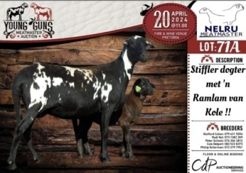 2X MEATMASTER EWE NELRU MEATMASTERS