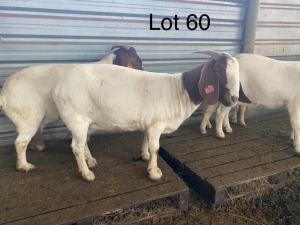 LOT 60  -  2X (F) BOK W.A.S. SNYDERS/R.RIEKERT (PER STUK OM LOT TE NEEM/PER PIECE TO TAKE THE LOT)