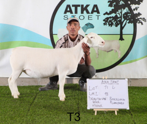 1X WIT DORPER OOI/EWE T3