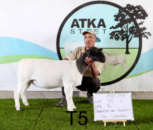1X DORPER OOI/EWE T5