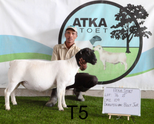 1X DORPER OOI/EWE T5