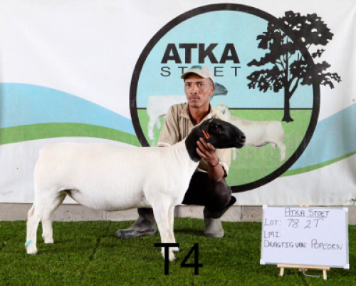 1X DORPER OOI/EWE T4