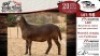 1X MEATMASTER EWE VREDE MEATMASTER