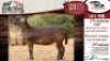 1X MEATMASTER EWE VREDE MEATMASTER - 2