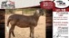 1X MEATMASTER EWE VREDE MEATMASTER - 3