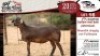 1X MEATMASTER EWE VREDE MEATMASTER - 4