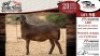 1X MEATMASTER EWE VREDE MEATMASTER - 5