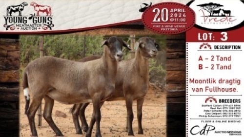 2X MEATMASTER EWE VREDE MEATMASTER