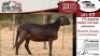 WITHDRAWN - 1X MEATMASTER EWE VREDE MEATMASTER - 4