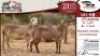 2X MEATMASTER EWE VREDE MEATMASTER