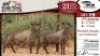 2X MEATMASTER EWE VREDE MEATMASTER