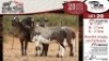 3X MEATMASTER EWE VREDE MEATMASTER