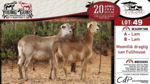 2X MEATMASTER EWE VREDE MEATMASTER