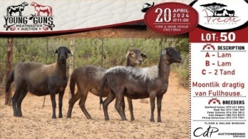 3X MEATMASTER EWE VREDE MEATMASTER