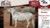 1X MEATMASTER RAM VREDE MEATMASTER - 3