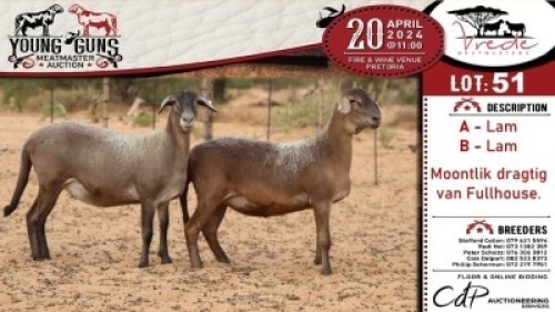 2X MEATMASTER EWE VREDE MEATMASTER