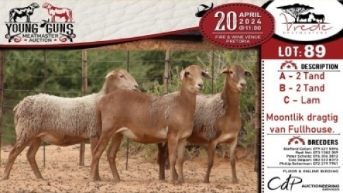 2X MEATMASTER EWE VREDE MEATMASTER