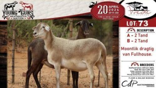 2X MEATMASTER EWE VREDE MEATMASTER