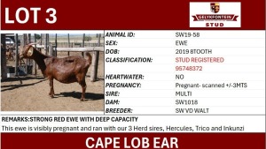 1X CAPE LOB EAR STUD REGISTERED PREGNANT EWE