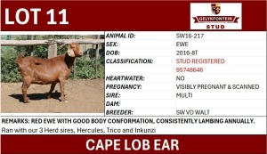 1X CAPE LOB EAR STUD REGISTERED EWE