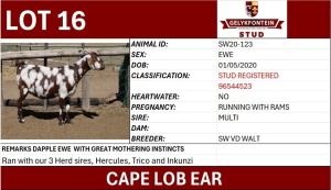 1X CAPE LOB EAR STUD REGISTERED EWE