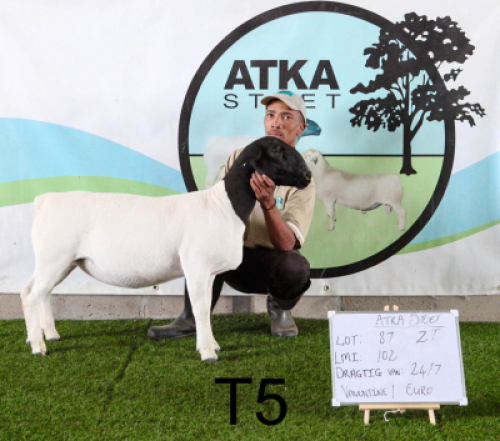 1X DORPER OOI/EWE T5