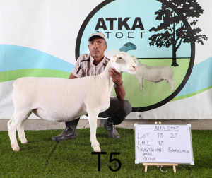 1X WIT DORPER OOI/EWE T5