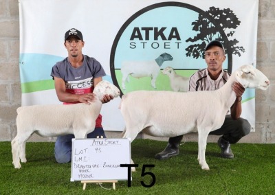 2X WIT DORPER OOI/EWE (PAY PER PIECE TO TAKE THE LOT) T5