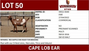 1X CAPE LOB EAR COMMERCIAL PREGNANT EWE