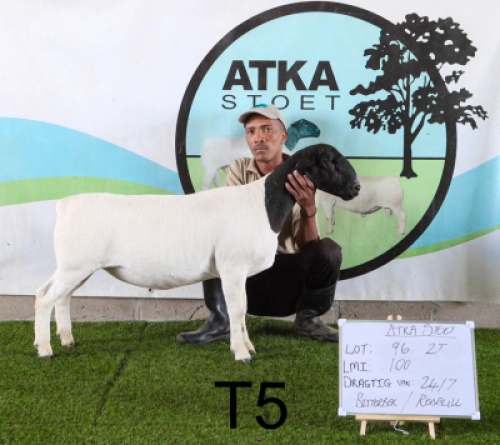 2X DORPER OOI/EWE T5 (PAY PER PIECE TO TAKE THE LOT)