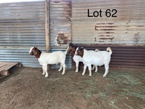 LOT 62  -  3X (M) BOK W.A.S. SNYDERS/R.RIEKERT (PER STUK OM LOT TE NEEM/PER PIECE TO TAKE THE LOT)