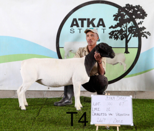 2X DORPER OOI/EWE T4 (PAY PER PIECE TO TAKE THE LOT) & T5