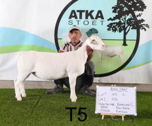2X WIT DORPER OOI/EWE (PAY PER PIECE TO TAKE THE LOT) T5 & T4