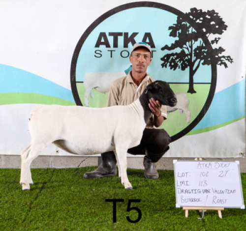 2X DORPER OOI/EWE T5 (PAY PER PIECE TO TAKE THE LOT)