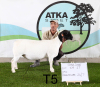 2X DORPER OOI/EWE T5 (PAY PER PIECE TO TAKE THE LOT)