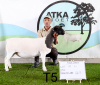 2X DORPER OOI/EWE T5 (PAY PER PIECE TO TAKE THE LOT) - 2
