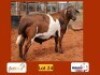 1X MEATMASTER RAM ROOIGOUD MEATMASTERS