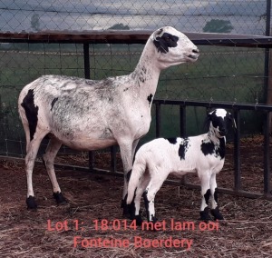 LOT  23-  1X (F) DAMARA SHEEP FONTEINE BOERDERY / ETIENNE ENSLIN & MIA EARLE