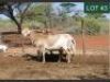 3X MEATMASTER EWE RHUS LANCEA MEATMASTERS