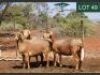3X MEATMASTER EWE RHUS LANCEA MEATMASTERS