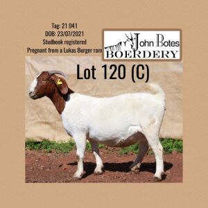 1X BOER GOAT PREGNANT STUD 48-334 DOE JOHN BOTES BOERDERY